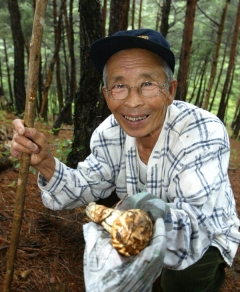 송이를 캐내 신문지 위에 올려놓고 흐뭇한 표정을 짓는 장씨.