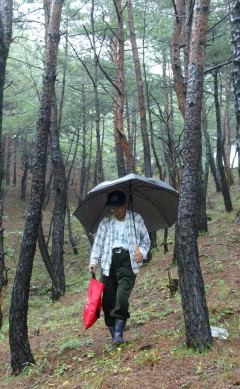 빗속을 뚫고 송이를 채취하러 가는 장씨의 뒷모습.