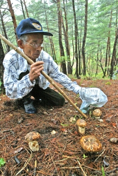 송이를 발견, 마대로 송이를 캐내려고 하는 장씨.